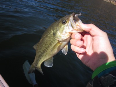 プロショップオオツカ バスフィッシング用品ネット通信販売 ブログ写真 2011/11/17