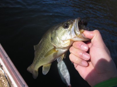 プロショップオオツカ バスフィッシング用品ネット通信販売 ブログ写真 2011/11/17