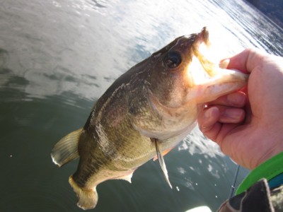 プロショップオオツカ バスフィッシング用品ネット通信販売 ブログ写真 2011/11/17