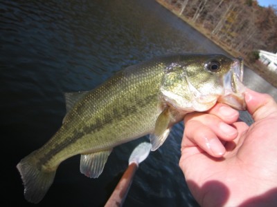 プロショップオオツカ バスフィッシング用品ネット通信販売 ブログ写真 2011/11/17