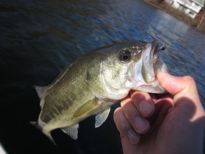 プロショップオオツカ バスフィッシング用品ネット通信販売 ブログ写真 2011/11/17