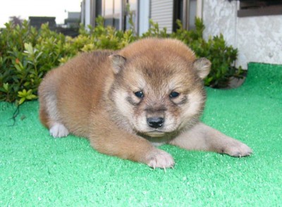 プロショップオオツカ バスフィッシング用品ネット通信販売 ブログ写真 2011/11/28