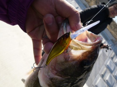 プロショップオオツカ バスフィッシング用品ネット通信販売 ブログ写真 2012/03/31