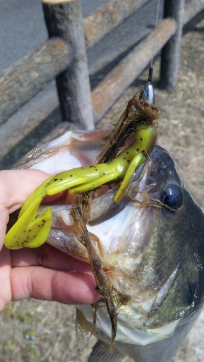 プロショップオオツカ バスフィッシング用品ネット通信販売 ブログ写真 2012/03/31