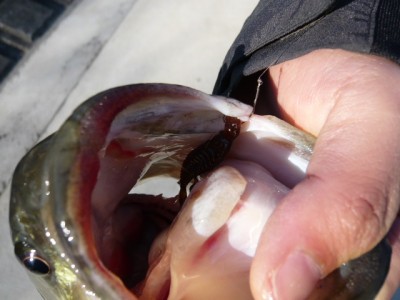 プロショップオオツカ バスフィッシング用品ネット通信販売 ブログ写真 2012/03/31