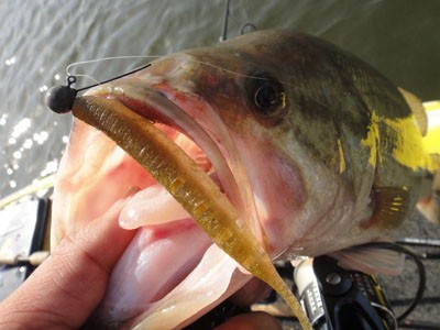 春爛漫の高滝湖 プロショップオオツカ バスブログ 春爛漫の高滝湖 プロショップオオツカ バスブログ