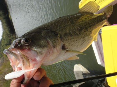 プロショップオオツカ バスフィッシング用品ネット通信販売 ブログ写真 2012/04/13