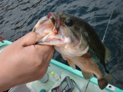 プロショップオオツカ バスフィッシング用品ネット通信販売 ブログ写真 2012/05/06