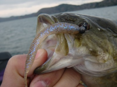 プロショップオオツカ バスフィッシング用品ネット通信販売 ブログ写真 2012/05/06