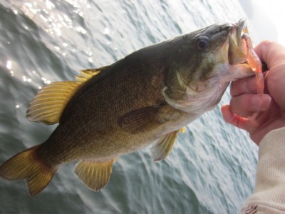 プロショップオオツカ バスフィッシング用品ネット通信販売 ブログ写真 2012/05/10