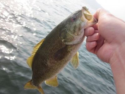 プロショップオオツカ バスフィッシング用品ネット通信販売 ブログ写真 2012/05/10