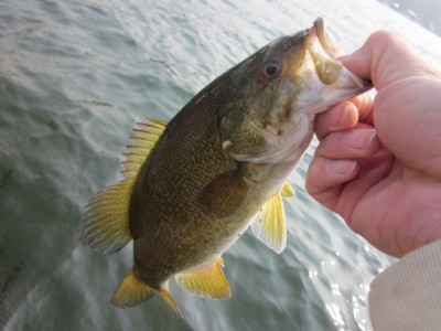 プロショップオオツカ バスフィッシング用品ネット通信販売 ブログ写真 2012/05/10