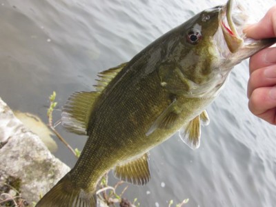 プロショップオオツカ バスフィッシング用品ネット通信販売 ブログ写真 2012/05/10