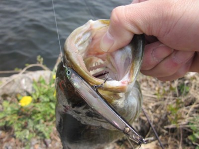 プロショップオオツカ バスフィッシング用品ネット通信販売 ブログ写真 2012/05/10