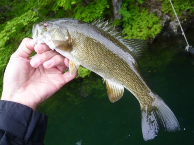 プロショップオオツカ バスフィッシング用品ネット通信販売 ブログ写真 2012/05/17