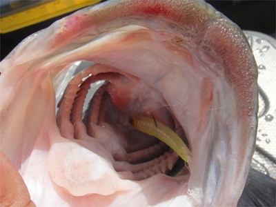 プロショップオオツカ バスフィッシング用品ネット通信販売 ブログ写真 2012/05/30