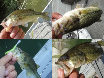 プロショップオオツカ バスフィッシング用品ネット通信販売 ブログ写真 2012/05/30