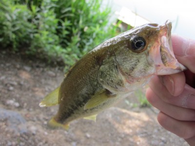 プロショップオオツカ バスフィッシング用品ネット通信販売 ブログ写真 2012/06/08