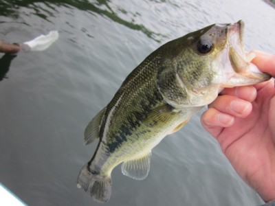 プロショップオオツカ バスフィッシング用品ネット通信販売 ブログ写真 2012/06/08