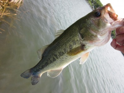 プロショップオオツカ バスフィッシング用品ネット通信販売 ブログ写真 2012/06/08