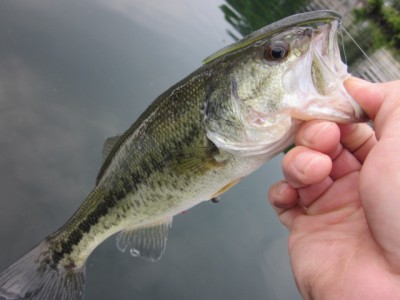 プロショップオオツカ バスフィッシング用品ネット通信販売 ブログ写真 2012/06/08