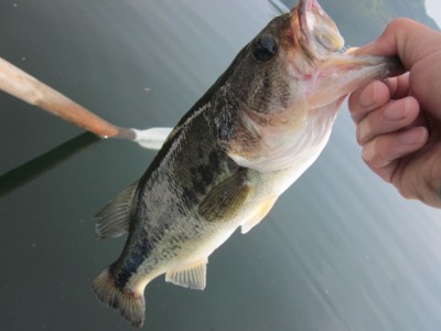 プロショップオオツカ バスフィッシング用品ネット通信販売 ブログ写真 2012/06/08