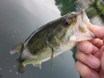 プロショップオオツカ バスフィッシング用品ネット通信販売 ブログ写真 2012/06/08