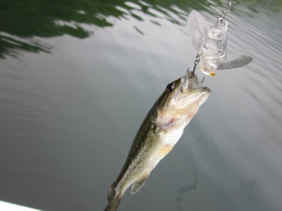 プロショップオオツカ バスフィッシング用品ネット通信販売 ブログ写真 2012/06/08