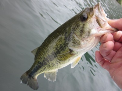 プロショップオオツカ バスフィッシング用品ネット通信販売 ブログ写真 2012/06/08