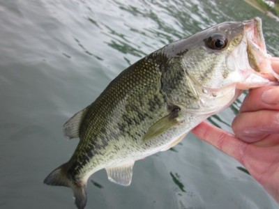 プロショップオオツカ バスフィッシング用品ネット通信販売 ブログ写真 2012/06/08