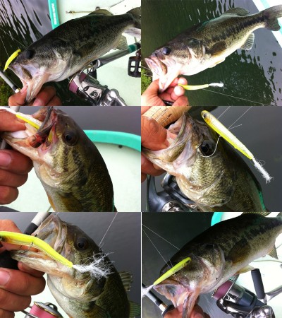 プロショップオオツカ バスフィッシング用品ネット通信販売 ブログ写真 2012/06/13