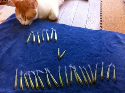 プロショップオオツカ バスフィッシング用品ネット通信販売 ブログ写真 2012/06/13