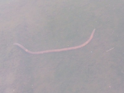 プロショップオオツカ バスフィッシング用品ネット通信販売 ブログ写真 2012/06/20