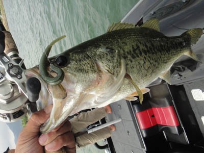 プロショップオオツカ バスフィッシング用品ネット通信販売 ブログ写真 2012/06/27