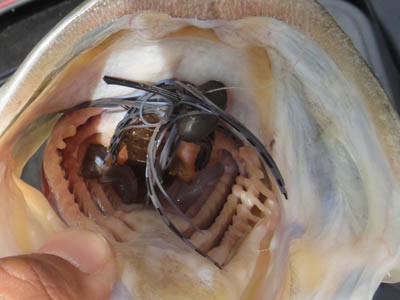 プロショップオオツカ バスフィッシング用品ネット通信販売 ブログ写真 2012/06/27