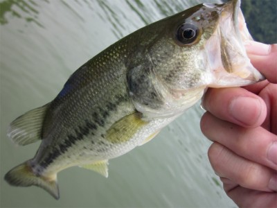 プロショップオオツカ バスフィッシング用品ネット通信販売 ブログ写真 2012/07/05