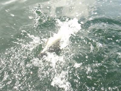 プロショップオオツカ バスフィッシング用品ネット通信販売 ブログ写真 2012/07/11