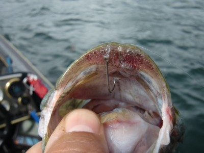 プロショップオオツカ バスフィッシング用品ネット通信販売 ブログ写真 2012/07/13