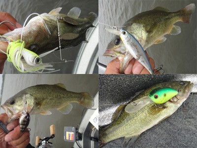 プロショップオオツカ バスフィッシング用品ネット通信販売 ブログ写真 2012/07/26