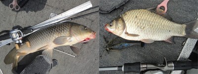 プロショップオオツカ バスフィッシング用品ネット通信販売 ブログ写真 2012/07/26