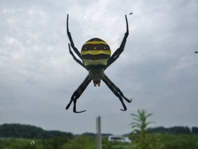 プロショップオオツカ バスフィッシング用品ネット通信販売 ブログ写真 2012/07/27