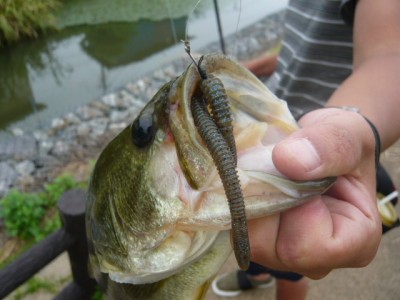 プロショップオオツカ バスフィッシング用品ネット通信販売 ブログ写真 2012/07/27