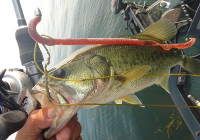 プロショップオオツカ バスフィッシング用品ネット通信販売 ブログ写真 2012/08/02