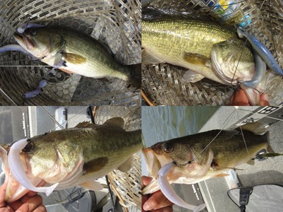 プロショップオオツカ バスフィッシング用品ネット通信販売 ブログ写真 2012/08/09