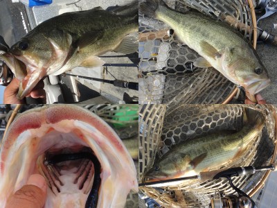 プロショップオオツカ バスフィッシング用品ネット通信販売 ブログ写真 2012/08/09