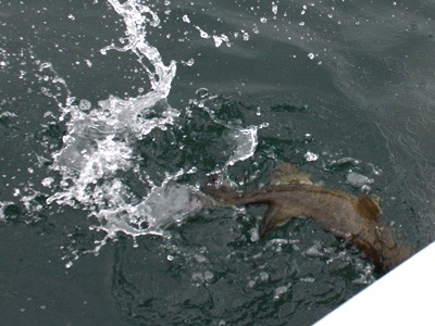 プロショップオオツカ バスフィッシング用品ネット通信販売 ブログ写真 2012/09/07