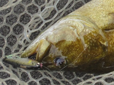 プロショップオオツカ バスフィッシング用品ネット通信販売 ブログ写真 2012/09/14