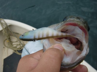 プロショップオオツカ バスフィッシング用品ネット通信販売 ブログ写真 2012/09/19