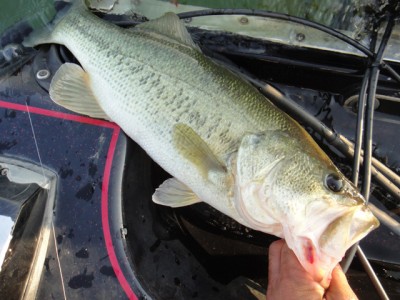 プロショップオオツカ バスフィッシング用品ネット通信販売 ブログ写真 2012/11/02