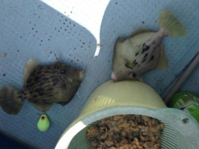 プロショップオオツカ バスフィッシング用品ネット通信販売 ブログ写真 2012/11/15